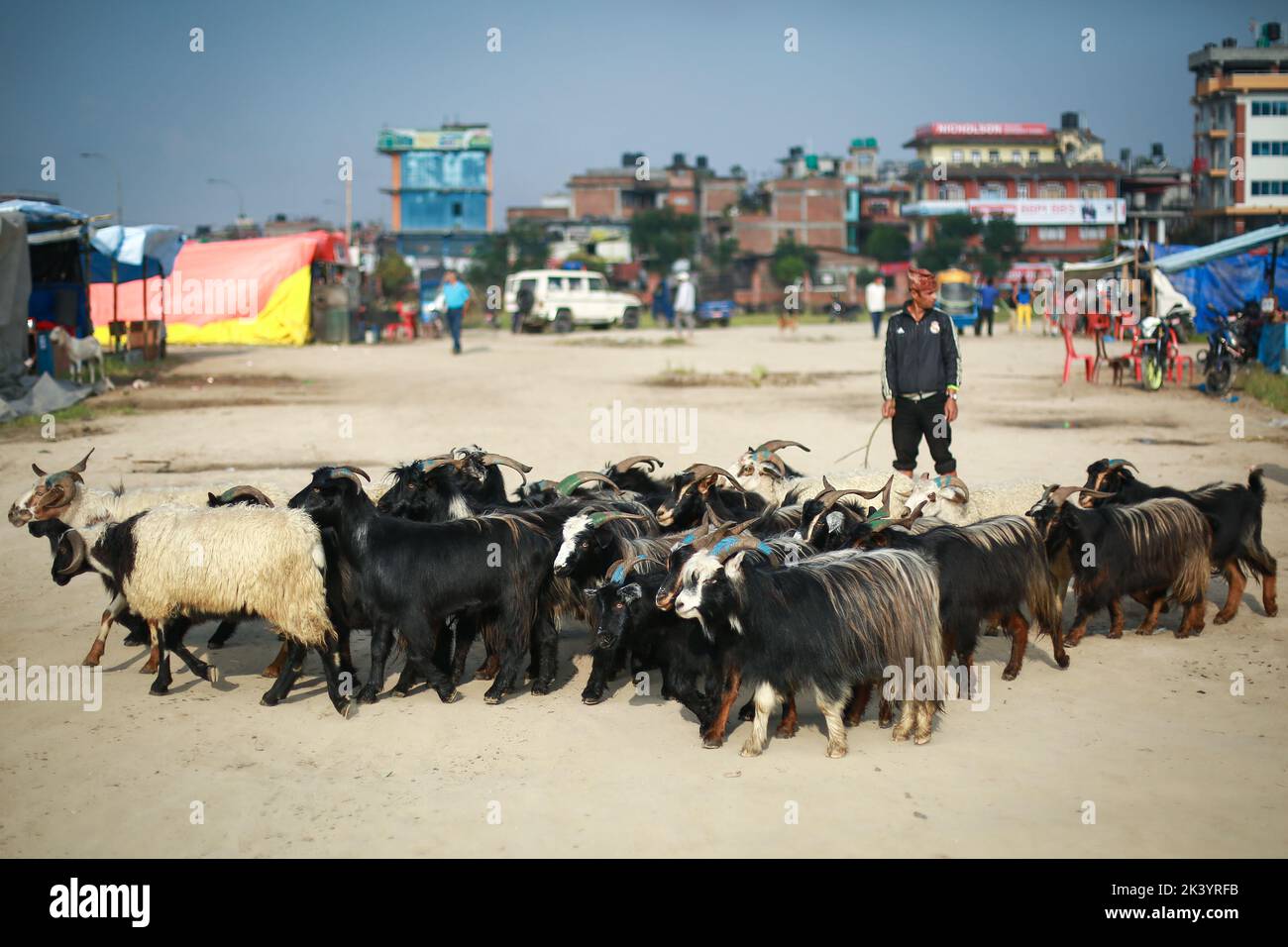 Nepal. 29th Sep, 2022. Mountain goats from Mustang arrive at Sallaghari, Bhaktapur on the occasion of Dashain festival. Demands for meat products rise high during Dashain as people consume more goat meat at the time. (Credit Image: © Amit Machamasi/ZUMA Press Wire) Stock Photo