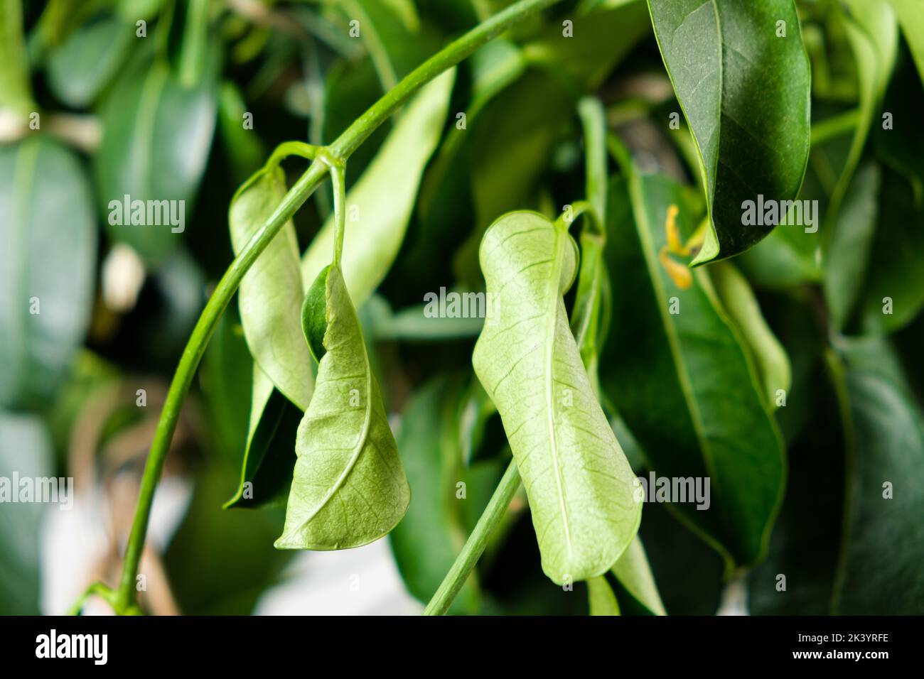 Withered jasmine leaves. Bad hoopoe for indoor plants, lack of watering