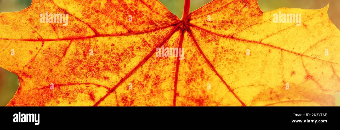 Closeup view of the colourful maple leaf Stock Photo