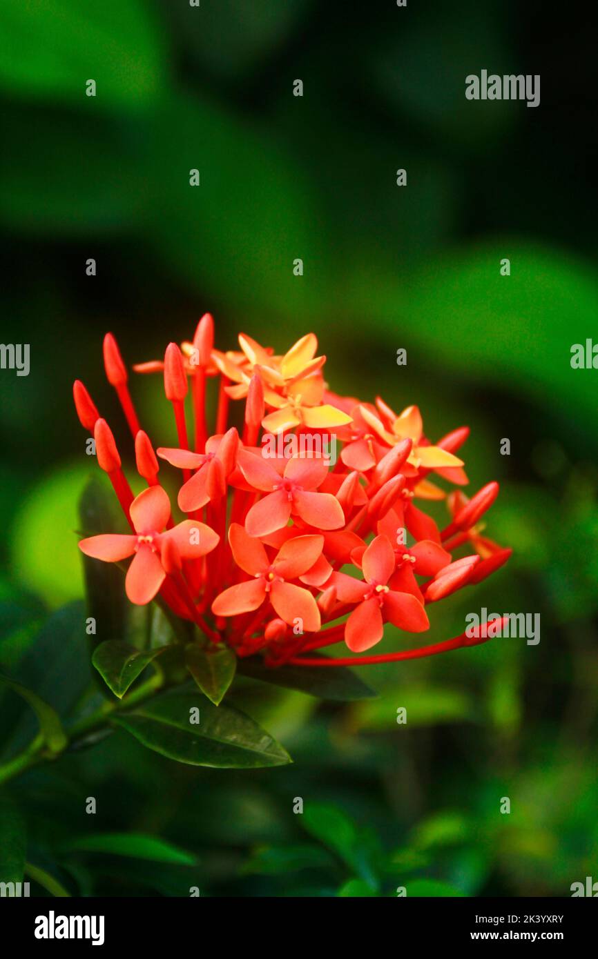 A closeup of blooming orange Ixora isolated in green nature background Stock Photo