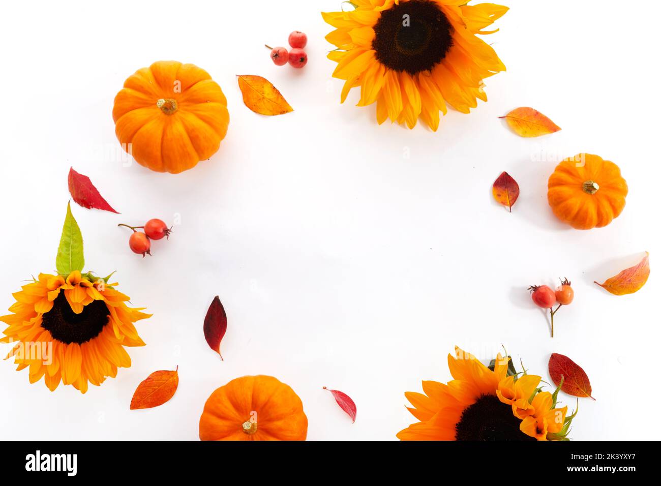 Autumn composition. Pumpkin and sunflowers on white background. Autumn, fall, thanksgiving day concept. Stock Photo