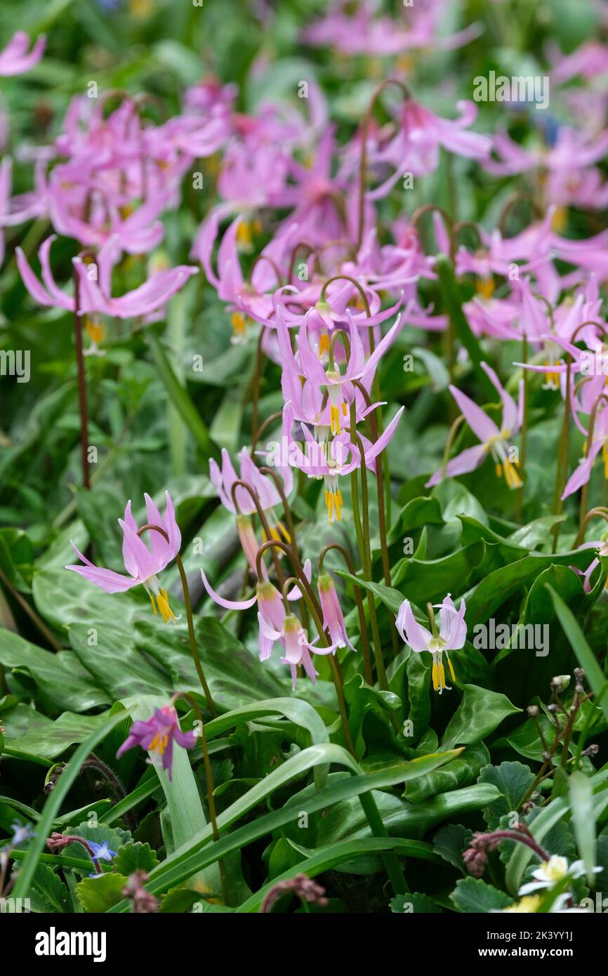 Erythronium revolutum, mahogany fawn lily, coast fawn lily,  pink fawn lily Stock Photo