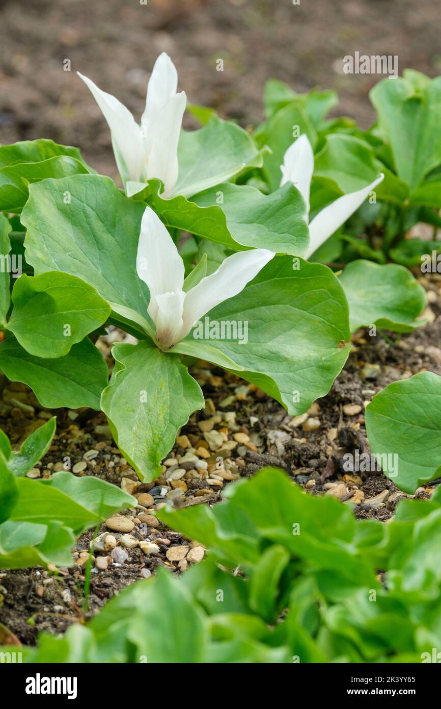 Trillium chloropetalum white-flowered, Trillium chloropetalum 'Album', Trillium chloropetalum var. albiflorum. white trillium Stock Photo