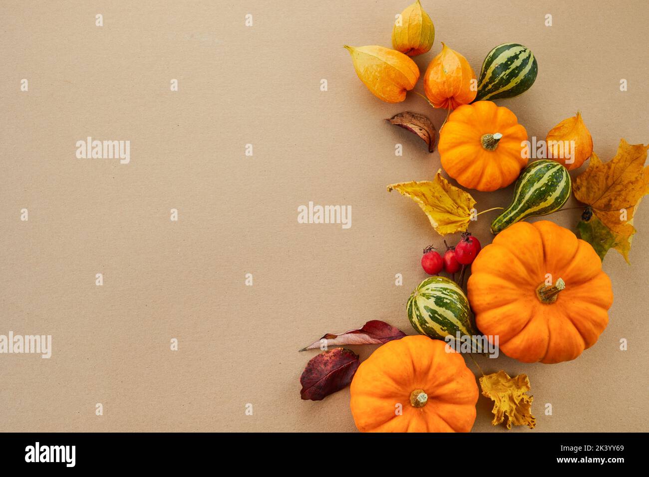 Autumn composition. Pumpkins and flowers on pastel background. Autumn, fall and thanksgiving day concept. Stock Photo