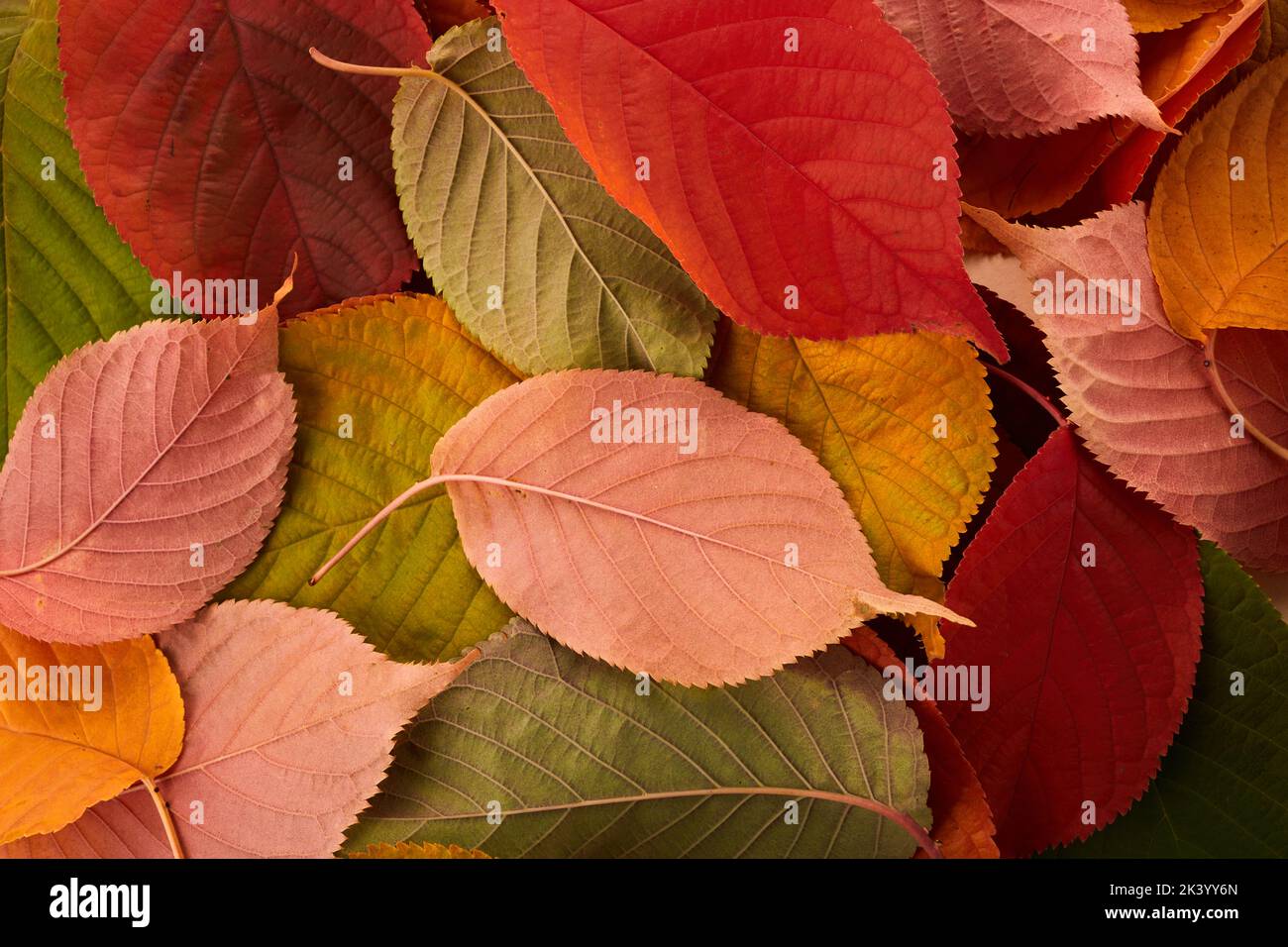 Autumn background. Multicolored leaves lie on the grass. Stock Photo
