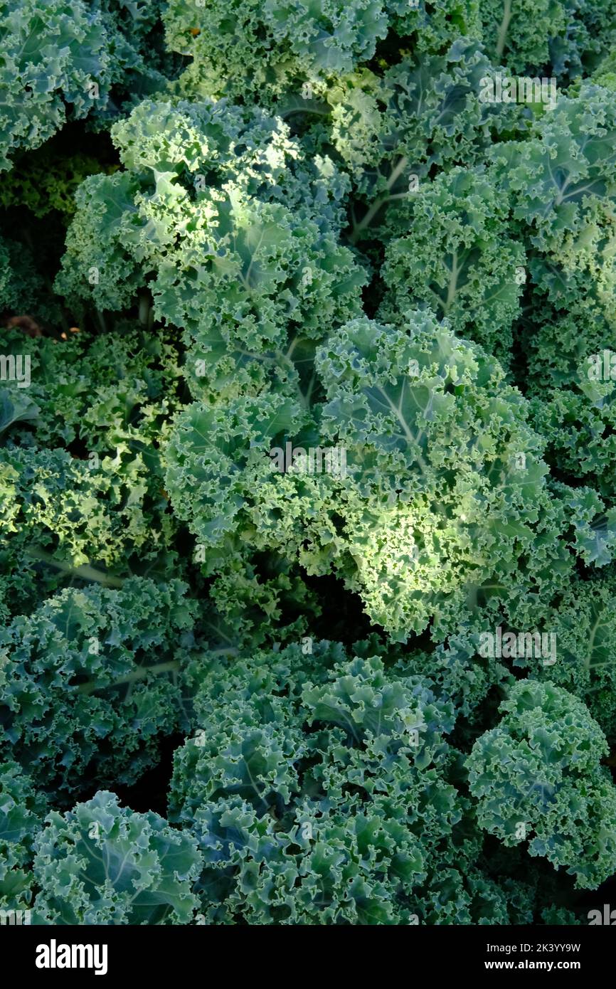 Crop of curly leaf kale ready for harvesting Stock Photo