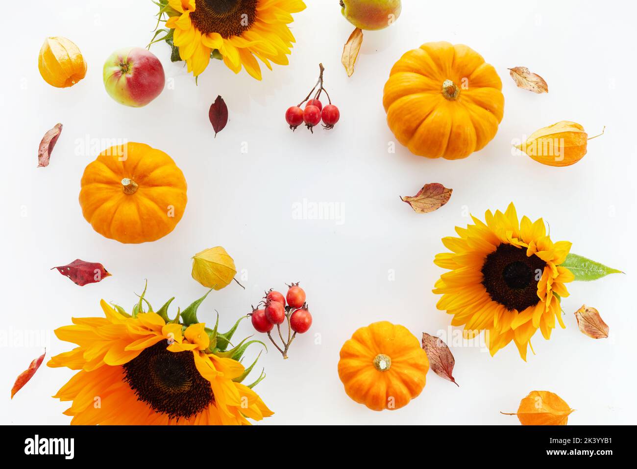 Autumn composition. Pumpkins, sunflowers, hawthorn on white background. Autumn, fall, thanksgiving day concept. Stock Photo