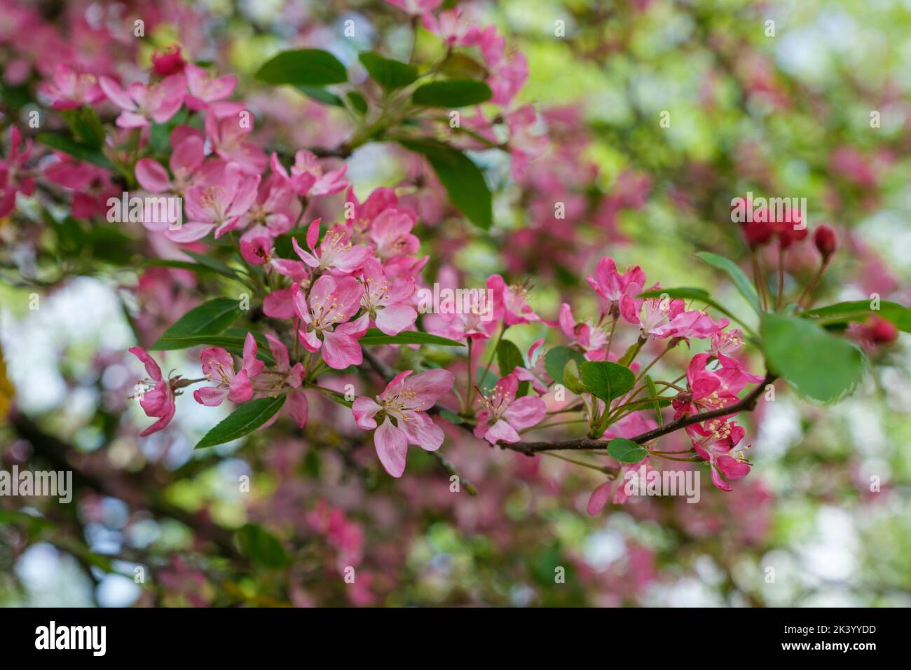 Malus x atrosanguinea, crab apple, flowers scarlet red buds and flowers that turn pink when fully opened. Stock Photo
