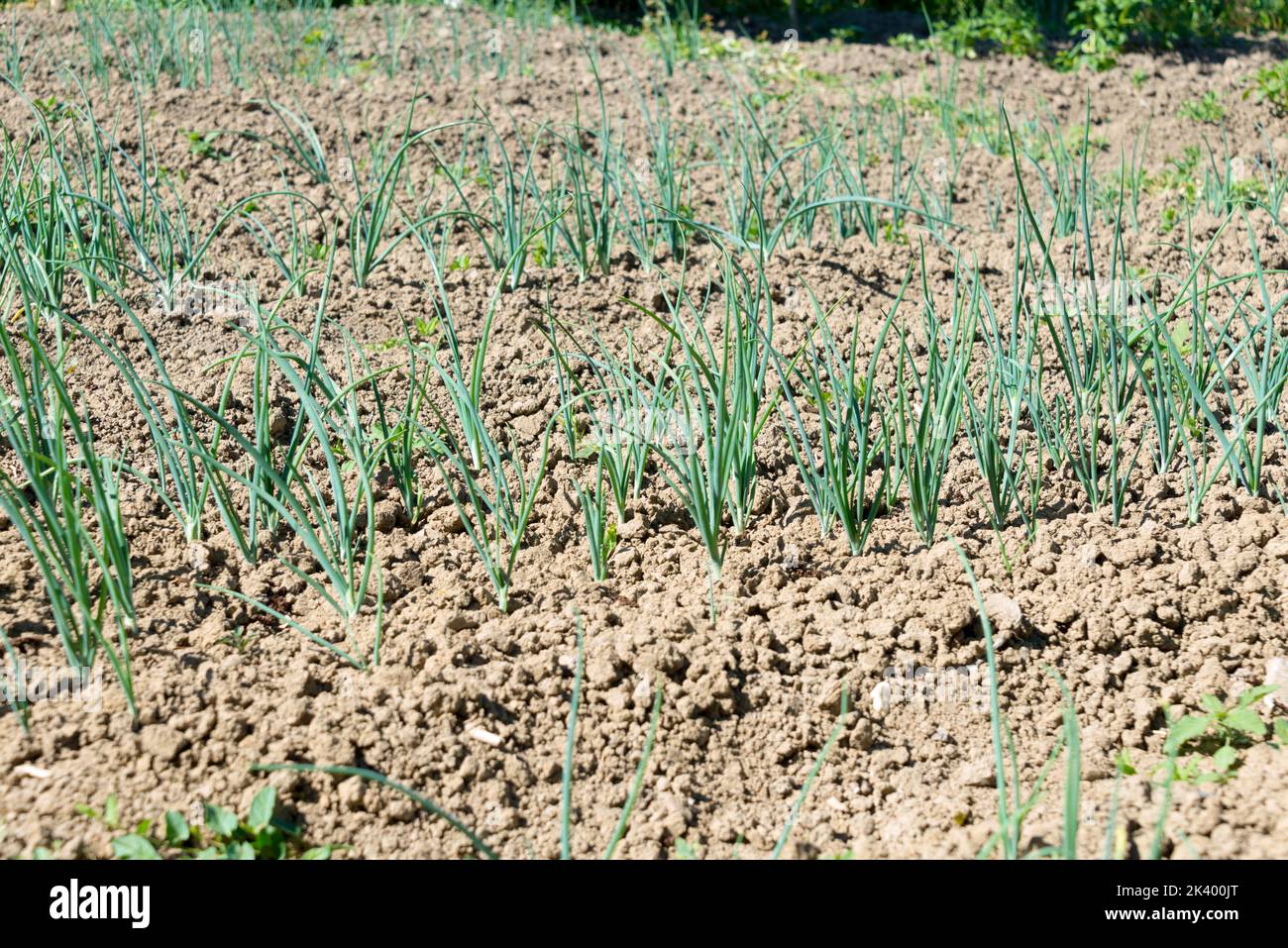 Green onions plantation in summer hi-res stock photography and images ...