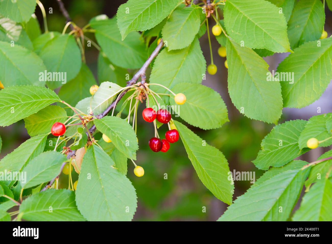 Ripe and unripe cherries on tree Stock Photo