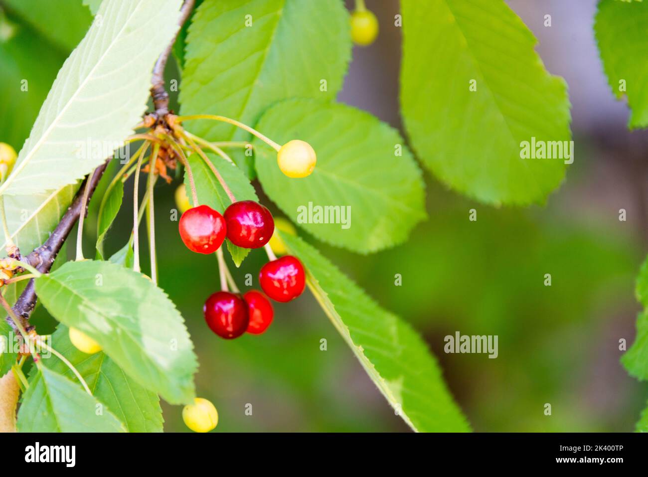 Tree with unripe and ripe cherries in summer Stock Photo - Alamy
