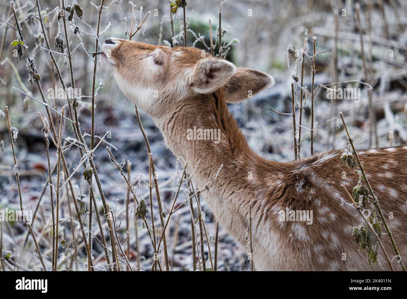 Portrait of a brown fawn with white dots nibbling on a branch in the forest Stock Photo