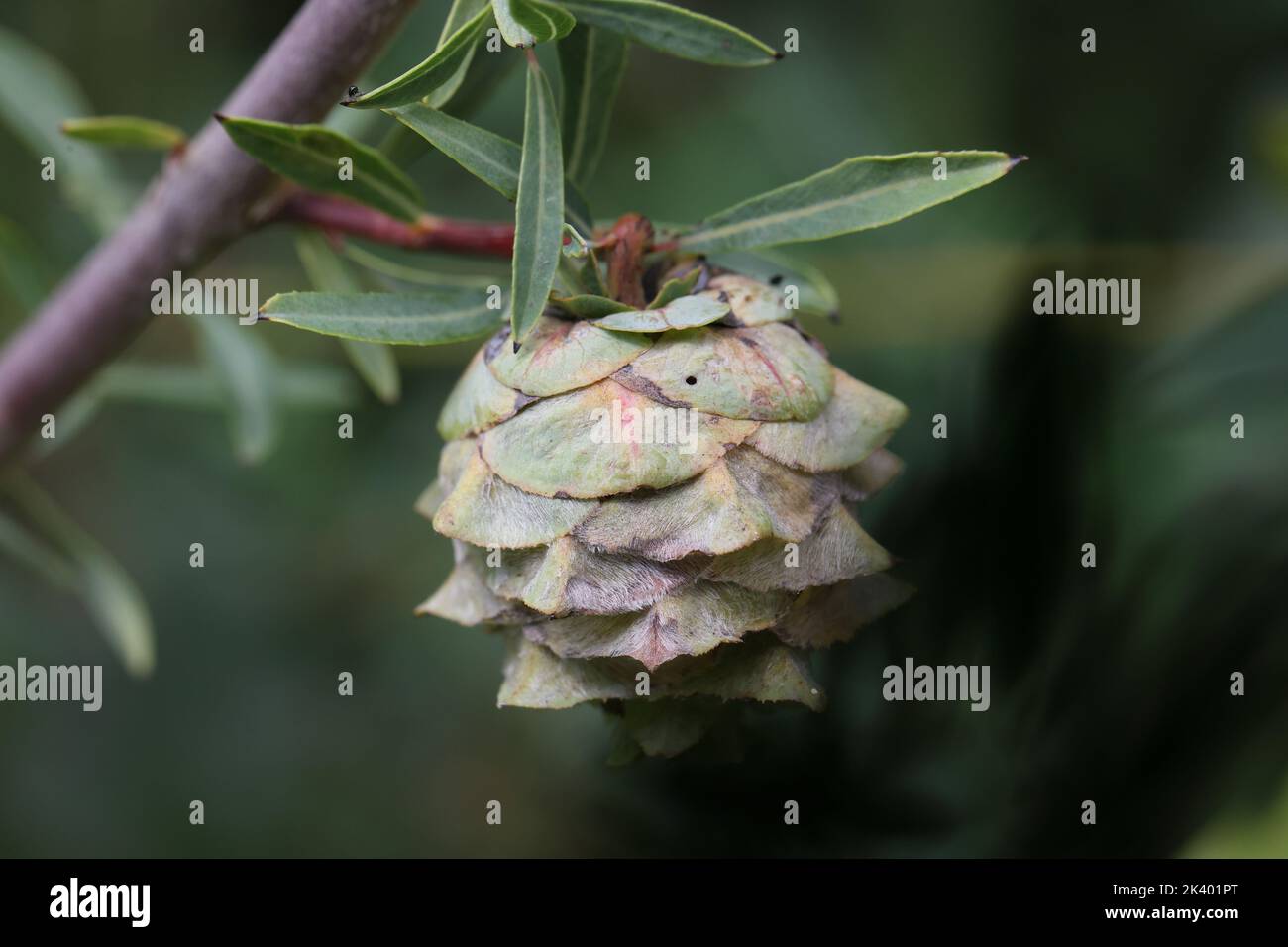 gall of a rabdophaga strobilina gall midge on a salix purpurea willow Stock Photo
