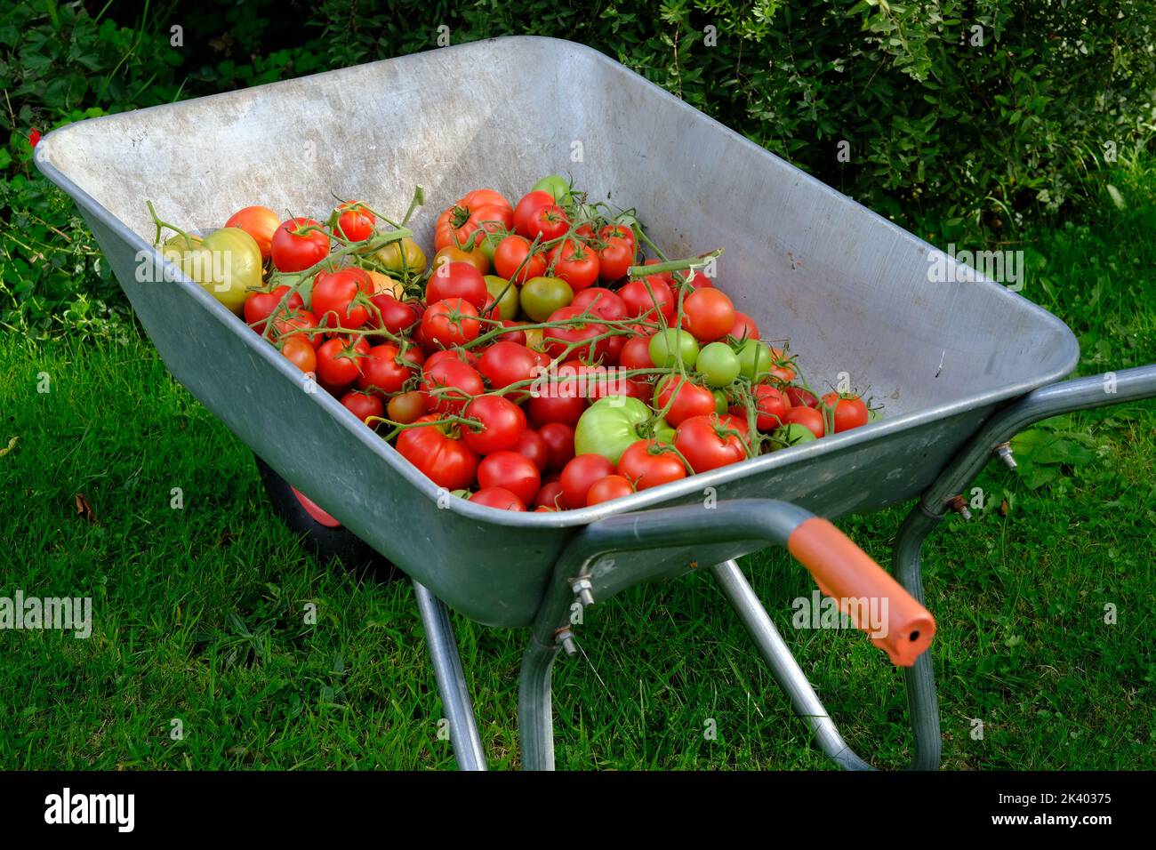 Wheelbarrow with a glut of tomatoes harvested at the end of summer. Stock Photo