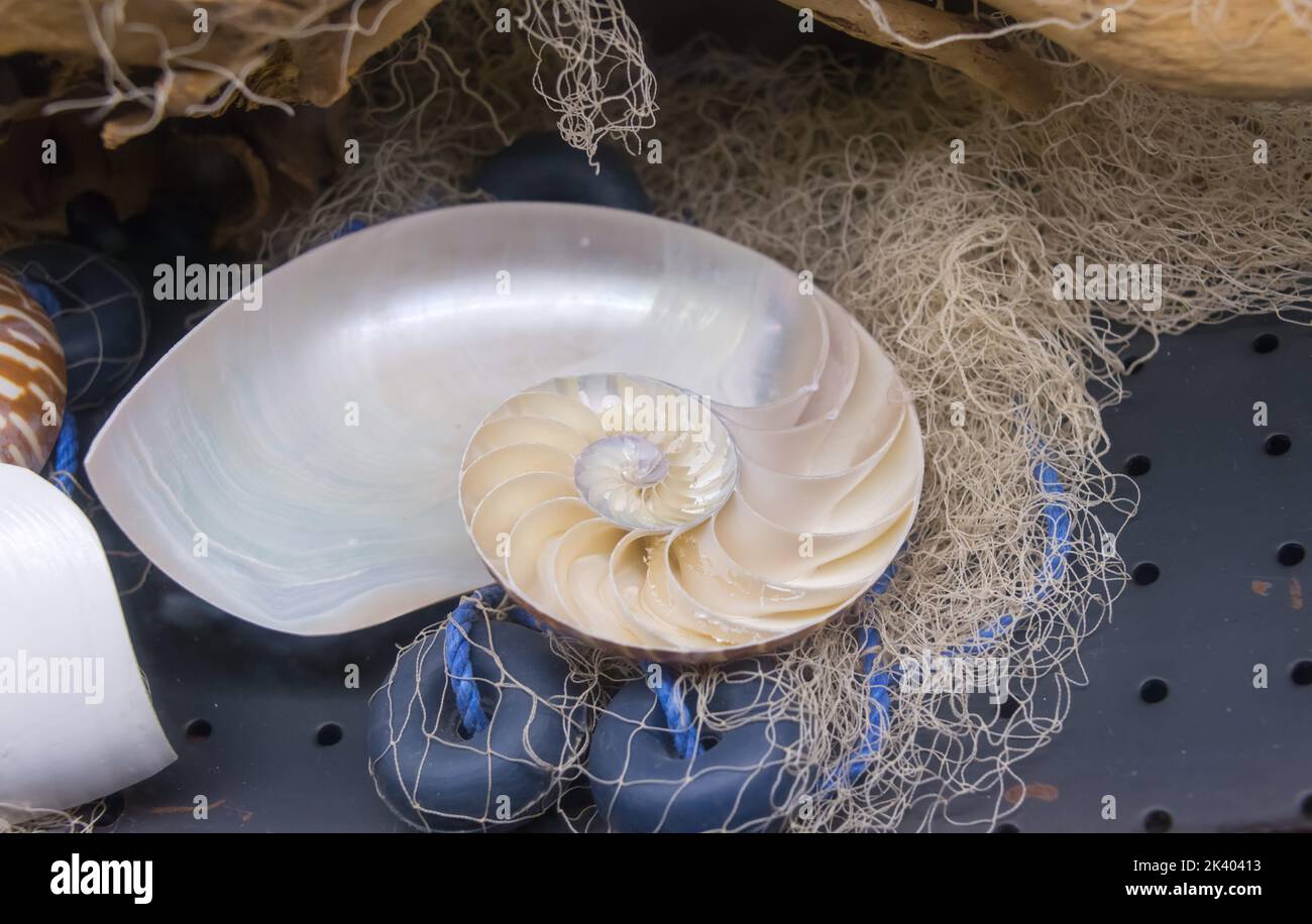 Chambers of a brown Nautilus Shell cut section Stock Photo Alamy