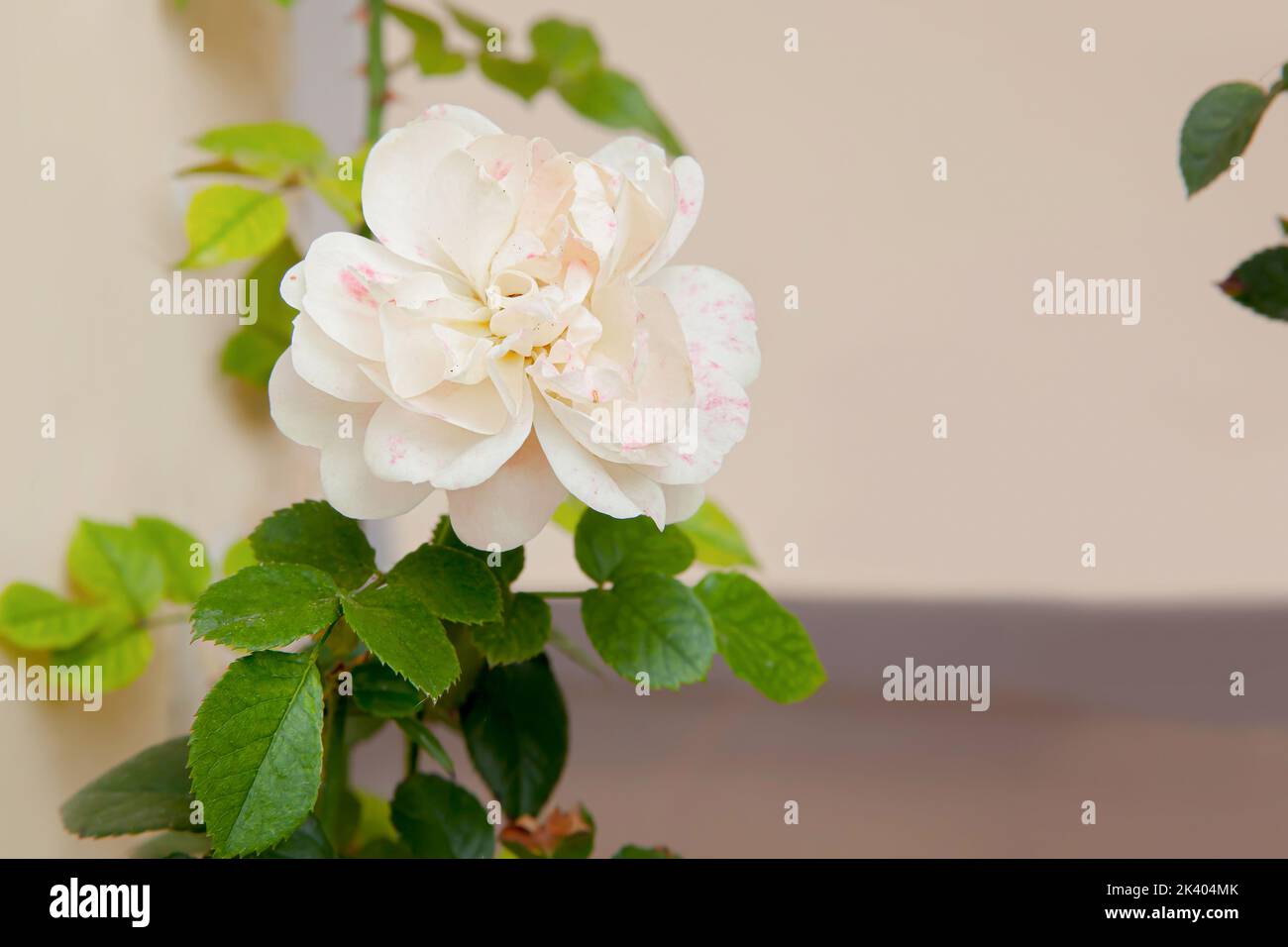 White shrub rose also know as Rosa Alba Maxima blooming in the garden Stock Photo