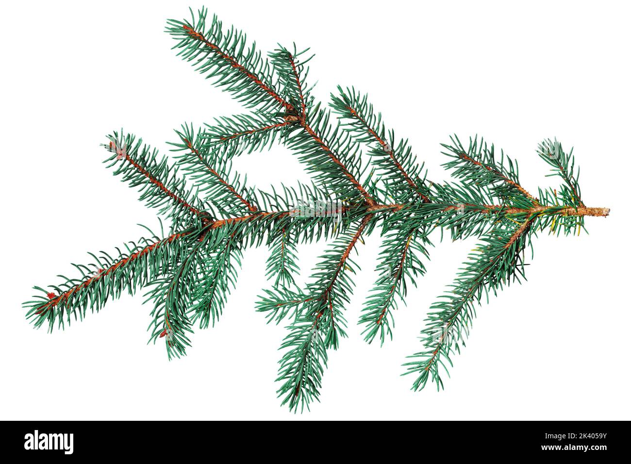 Fir branch isolated on white background Stock Photo - Alamy