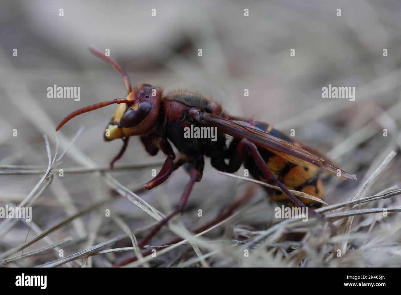 big and dark colored hornet on the ground nature natural look Stock Photo