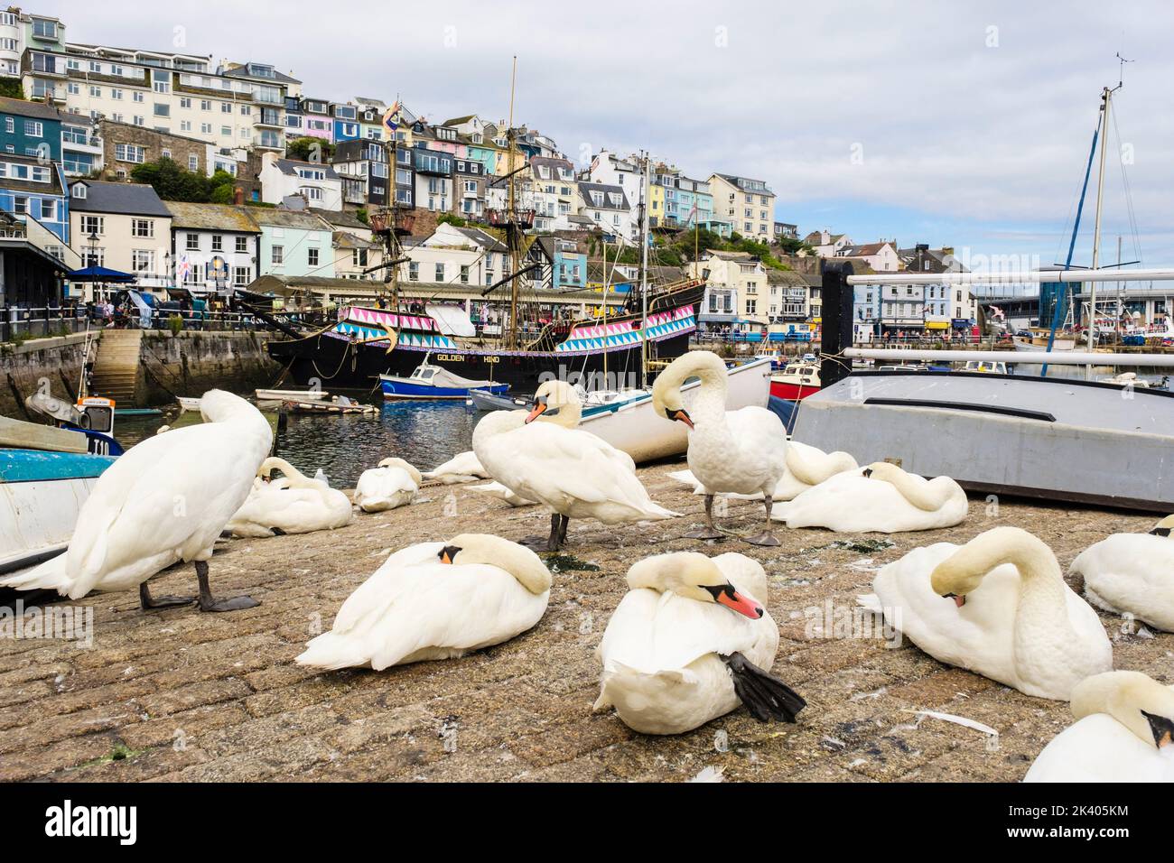 Swans on the slipway in the inner harbour. Brixham, Devon, England, UK, Britain, Europe Stock Photo