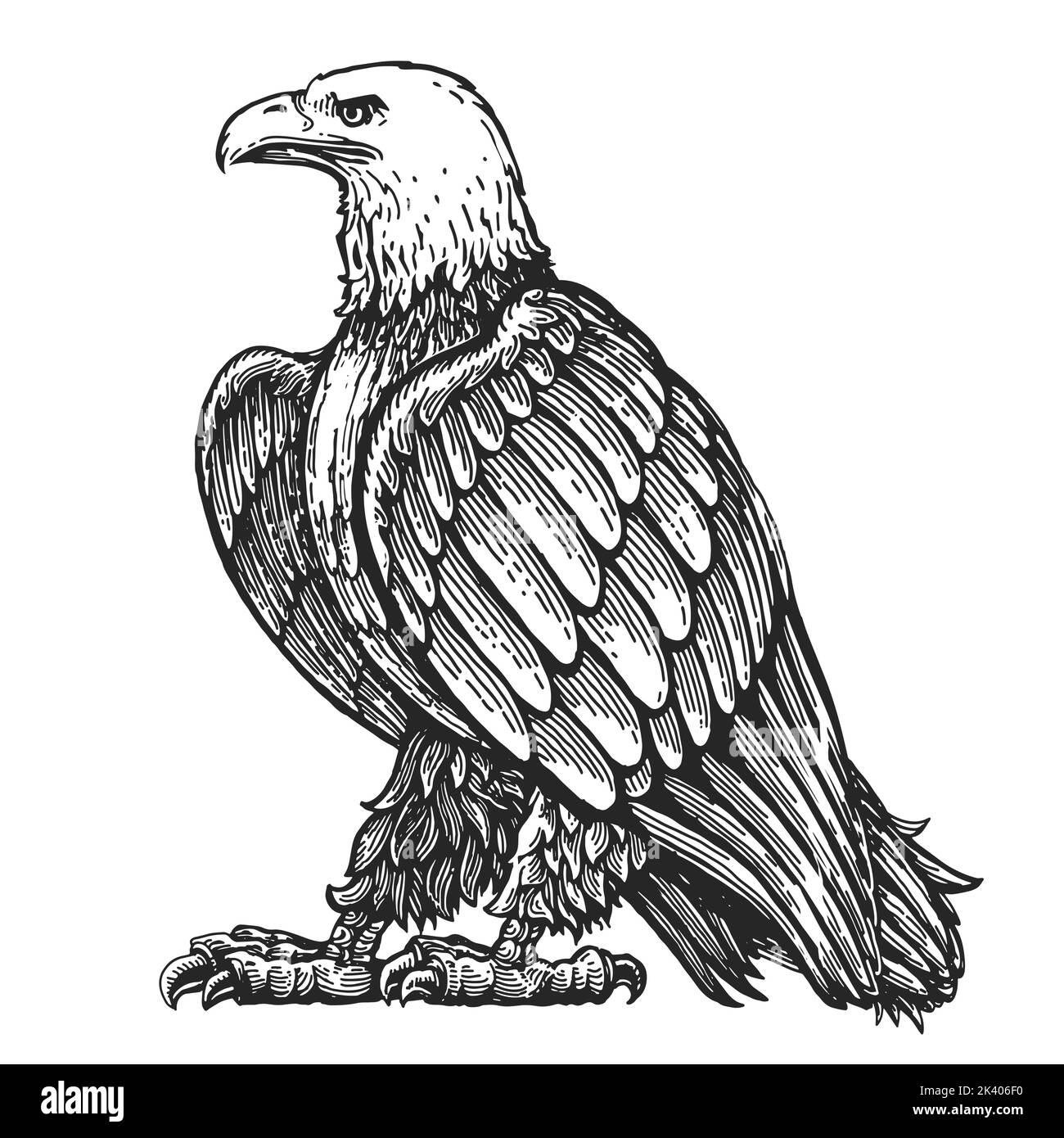 Bald eagle stands in full growth, isolated on white. Hand drawn animal bird in vintage engraving style vector Stock Vector