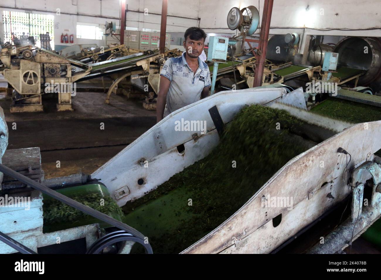 Machine Operators Tea Processing Worker checks tea leaves on a machine where tea is separated by size ...