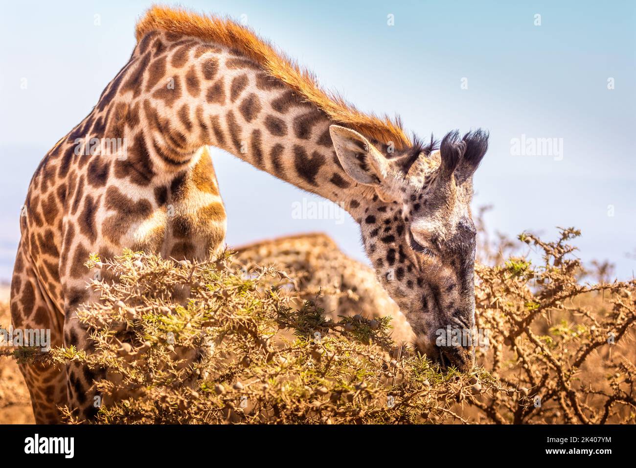 A giraffe grazing in the Ngororo Crater, Tanzania Stock Photo