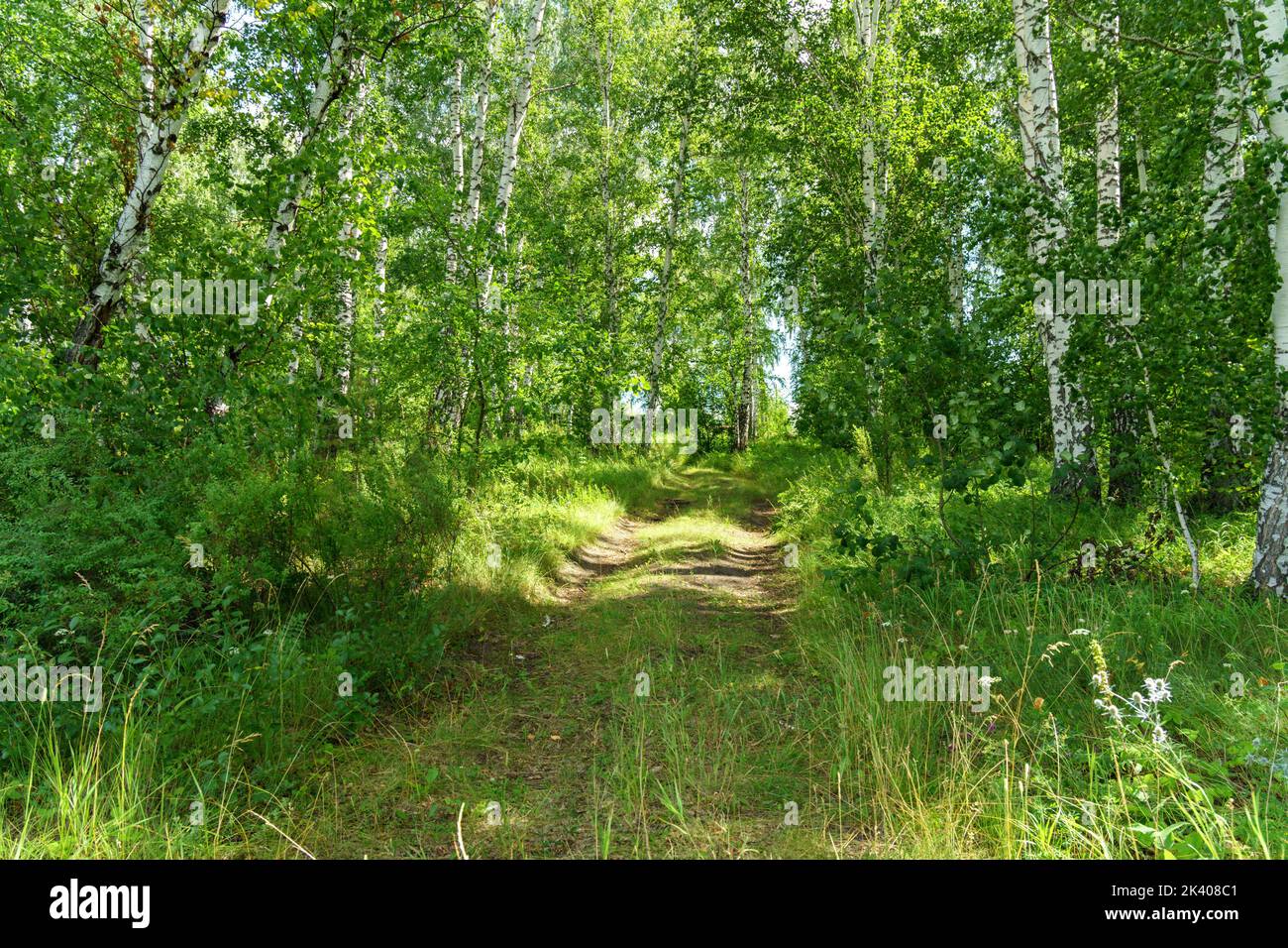 Beautiful static forest landscape trees hi-res stock photography and ...