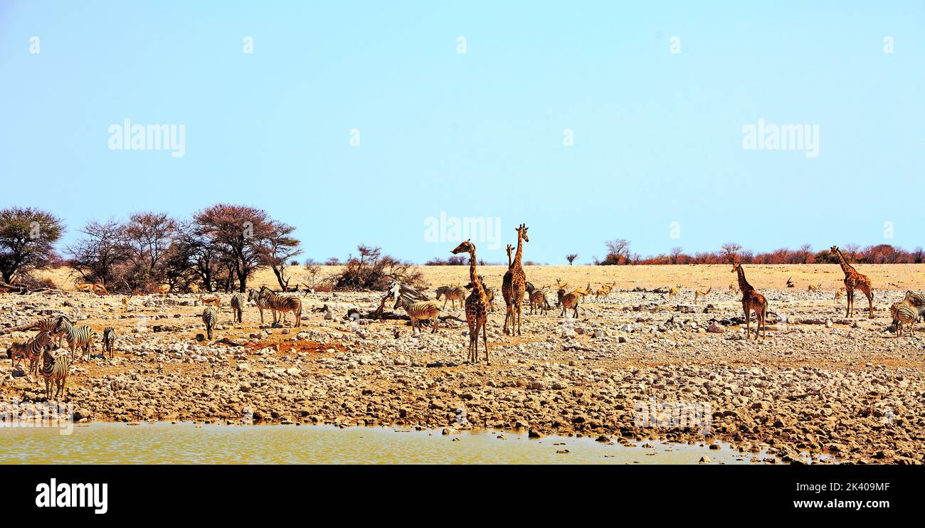 Many animals making there way to the waterhole for a drink to quench their thirst, during the mid-day heat. Etosha National Park, namibia Stock Photo