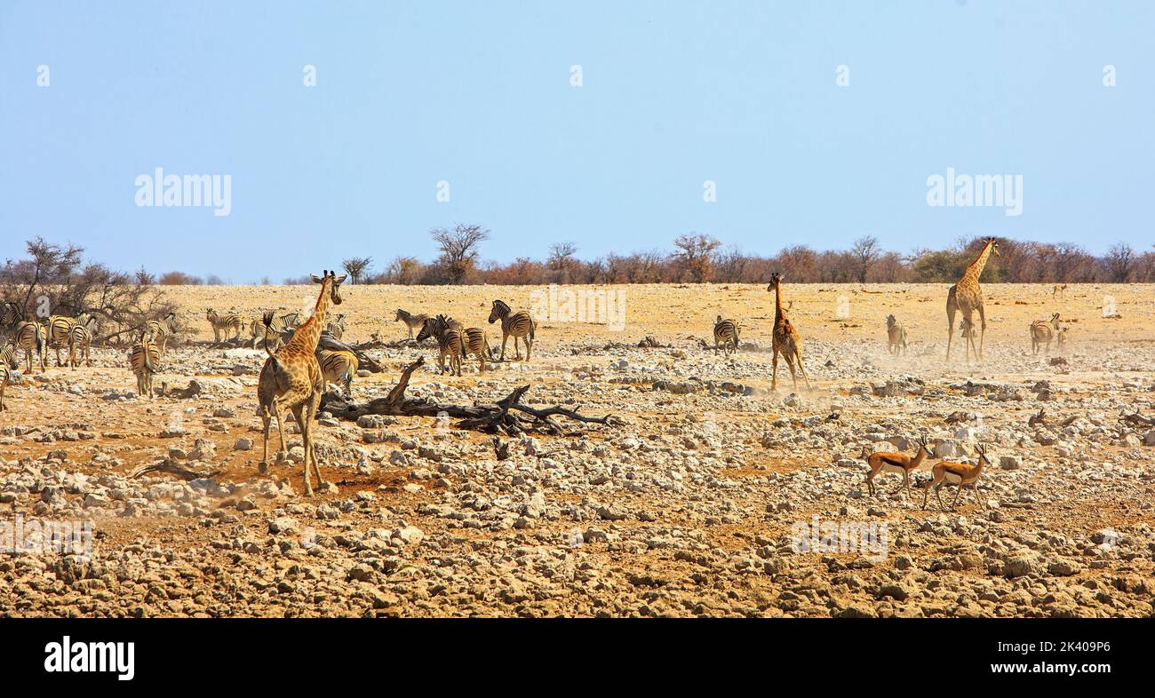 Animals in the wind hi-res stock photography and images - Alamy
