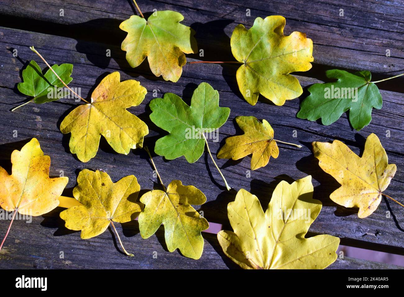 Leaves of the country maple (Acer campestre) with autumn colors on a wooden table Stock Photo
