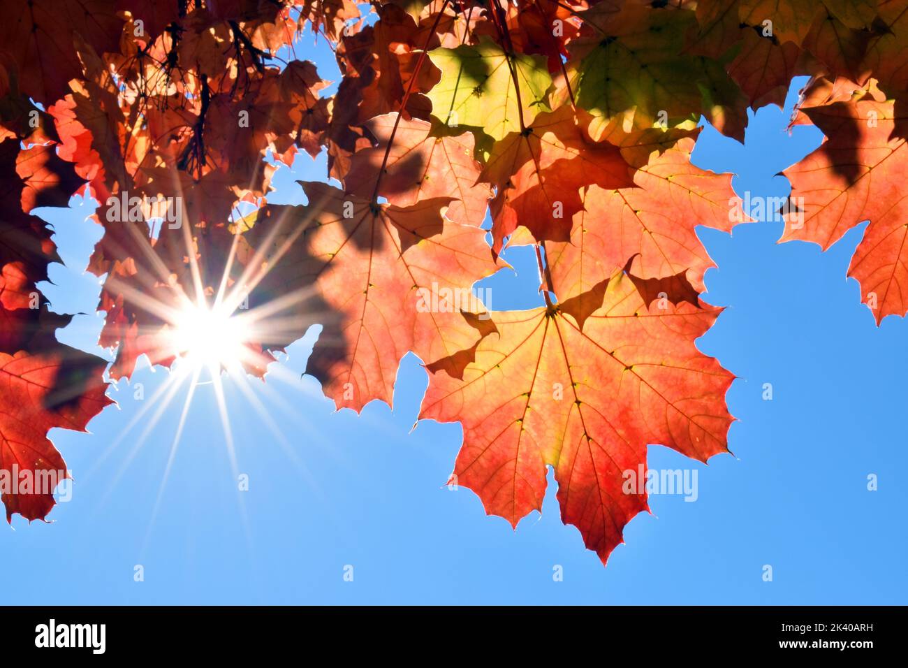 Maple leaf backlit with sun flare and a blue sky Stock Photo - Alamy