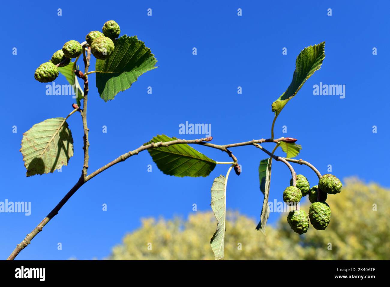 Leaves and female flowers of the common alder (Alnus glutinosa) Stock Photo