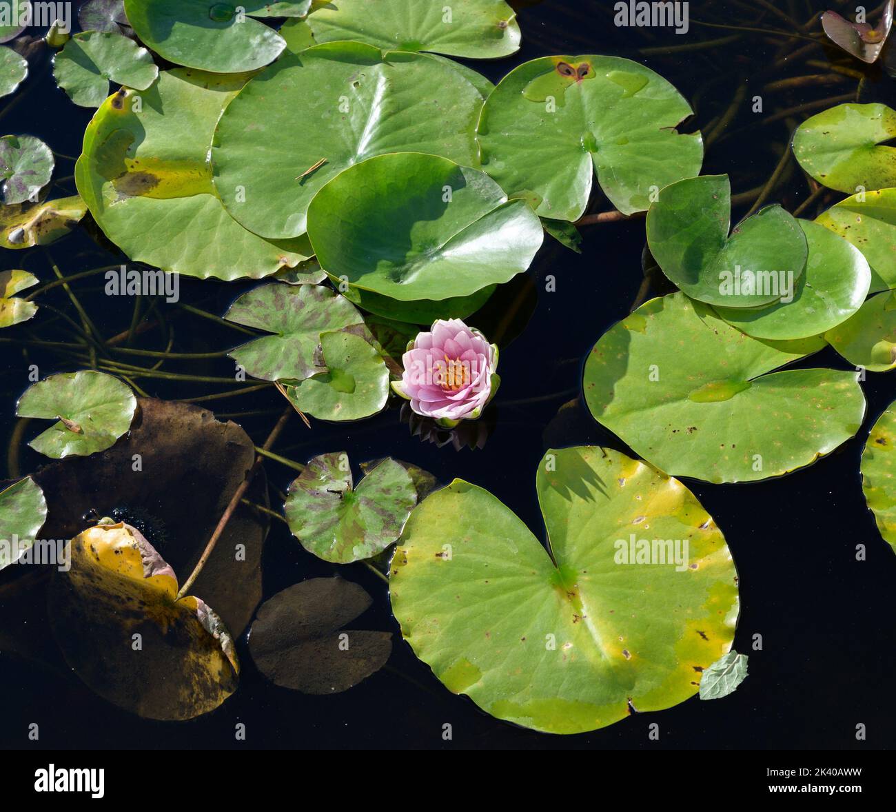 Water lily flower in a pond. Stock Photo