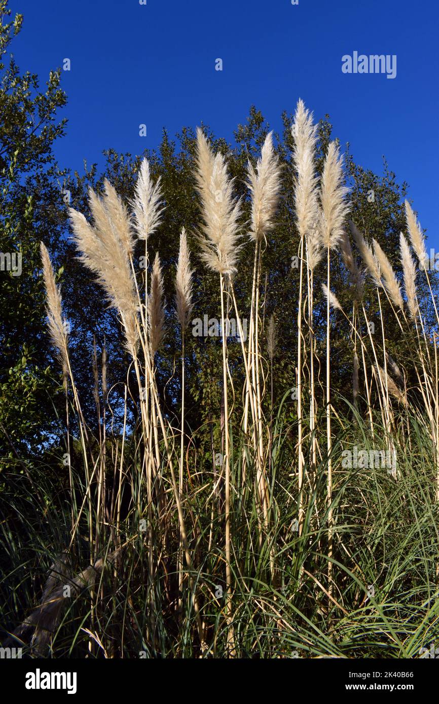 The pampas grass (Cortaderia Selloana) is a very common invasive plant