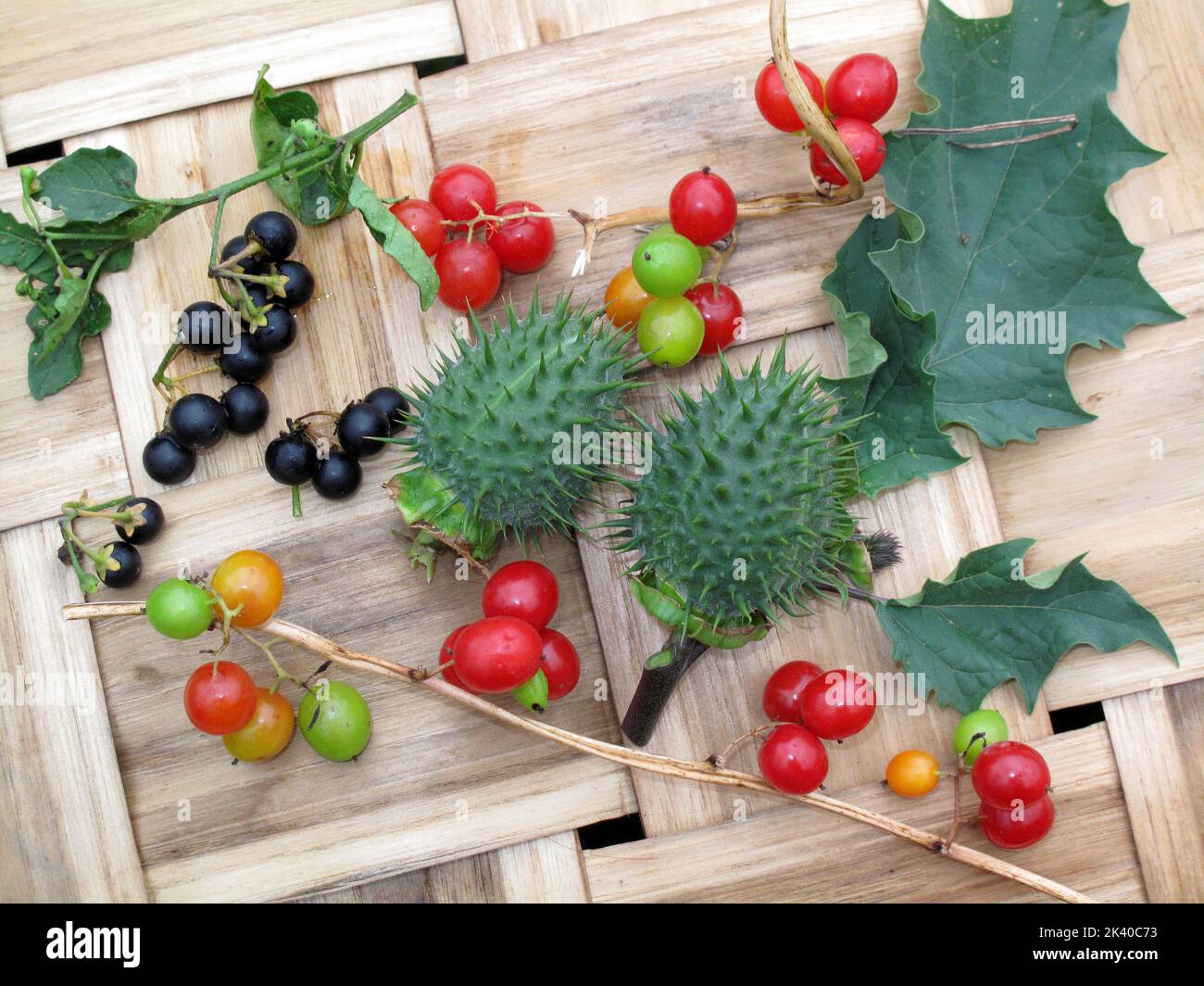 Toxic fruits that have medicinal uses and that bear fruit in autumn (Datura stramonium, Dioscorea communis or Tamus communis and Solanum nigrum) Stock Photo