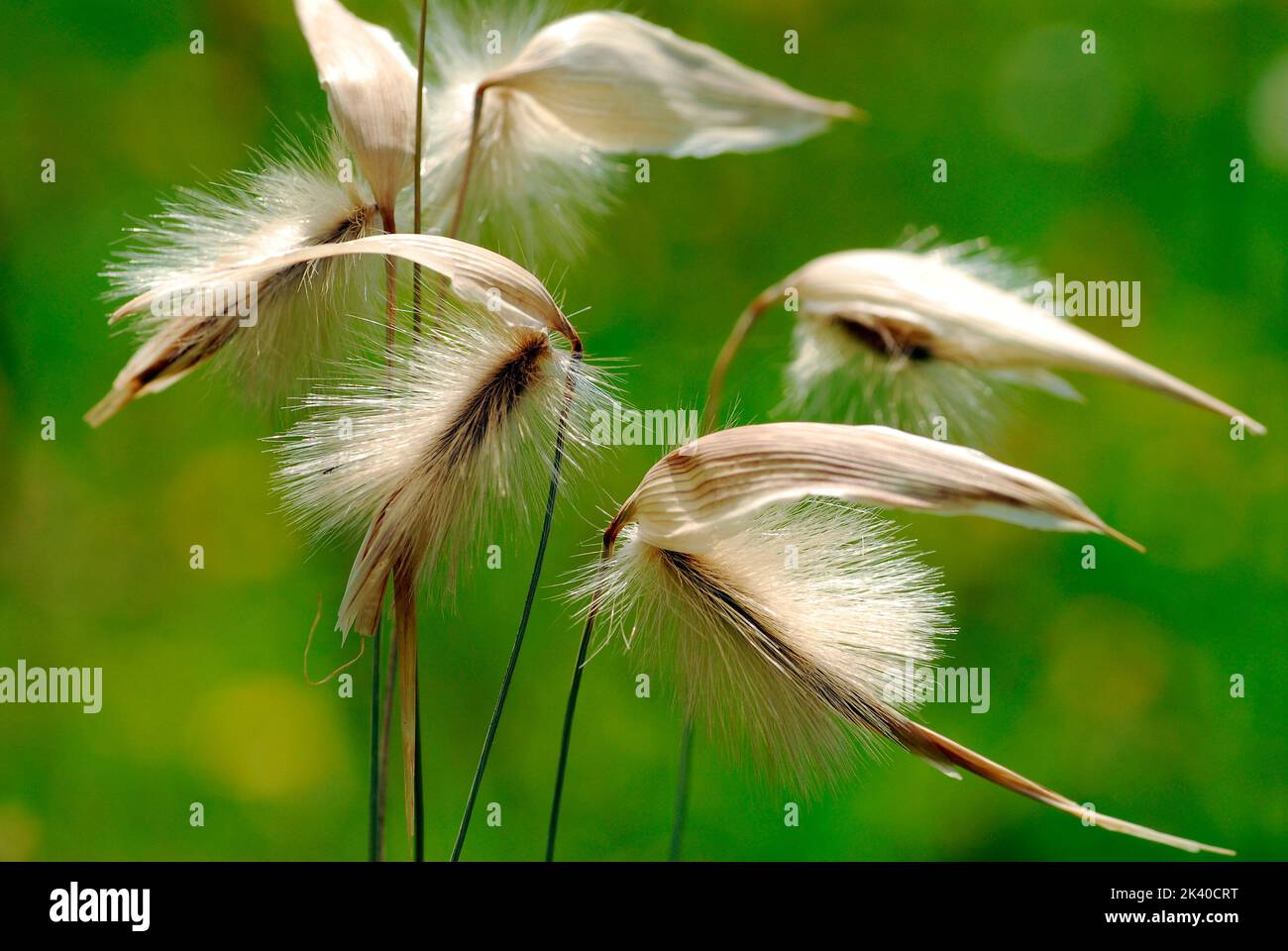 Pollen allergy. Grasses (family Poaceae or Gramineae) in flower with