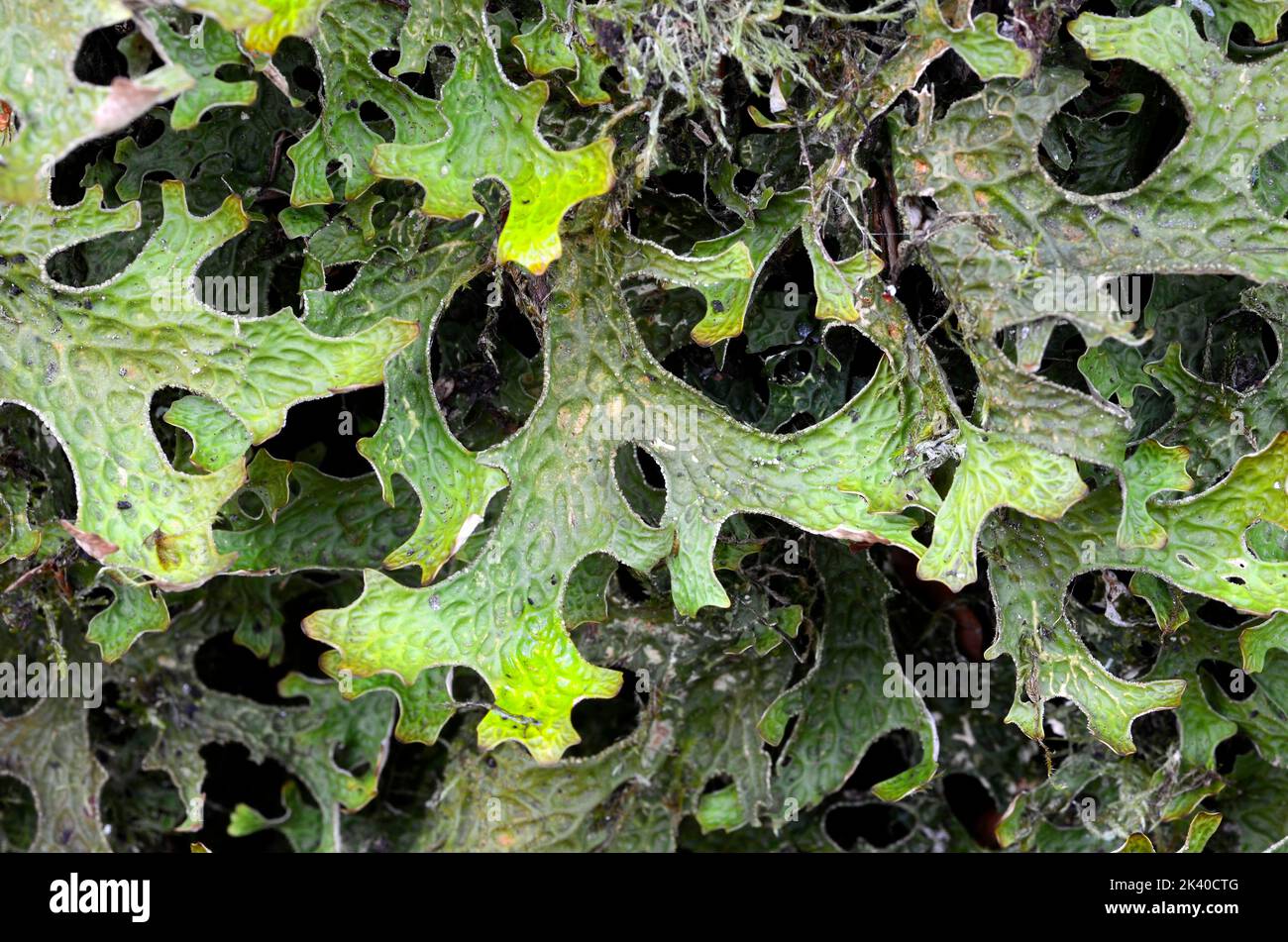 Lichen Lobaria pulmonaria on a tree trunk. This lichen indicates good air quality Stock Photo