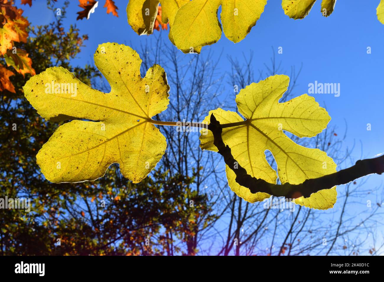 Fig leaves (Ficus carica) under a blue sky Stock Photo - Alamy