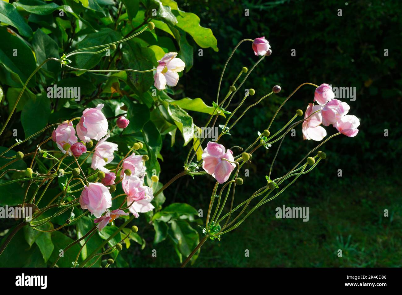 Anemone Japonica (Japanese Anemone) Stock Photo