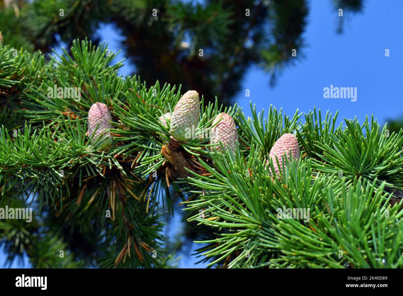 A cedar (Cedrus libani) showing its leaves and female cones. Arboretum of the University of the Basque Country. Leioa. Spain Stock Photo