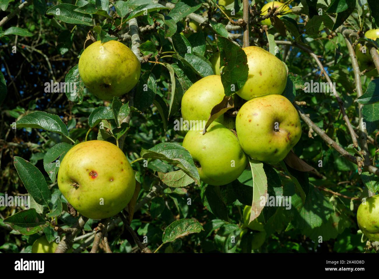 Apples ('Calville Blanc', ancient french variety, 1600) in the tree. Stock Photo