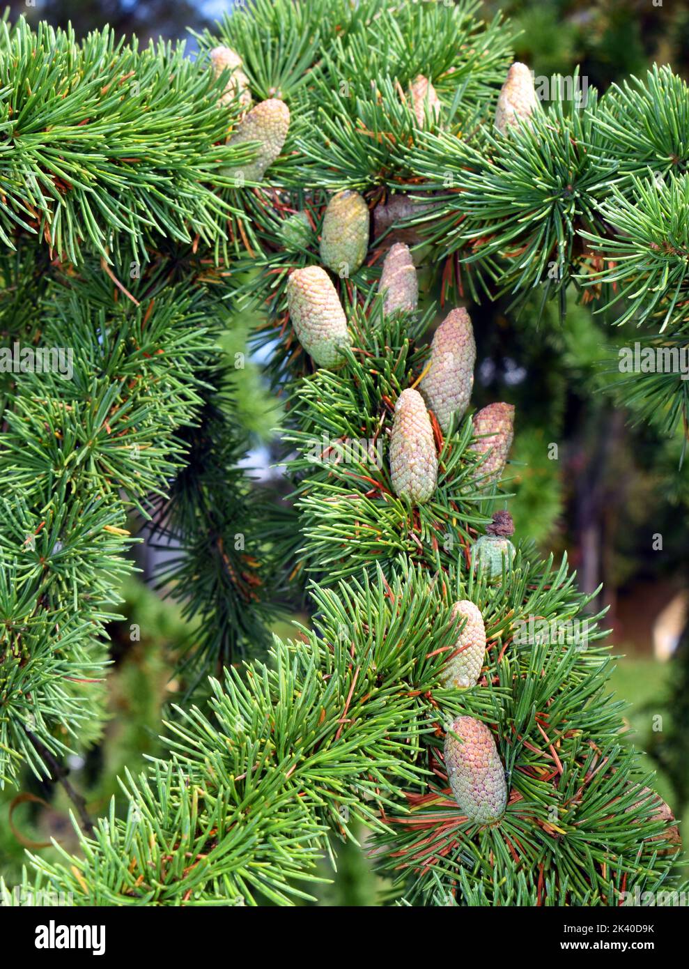 A cedar (Cedrus libani) showing its leaves and female cones. Arboretum of the University of the Basque Country. Leioa. Spain Stock Photo