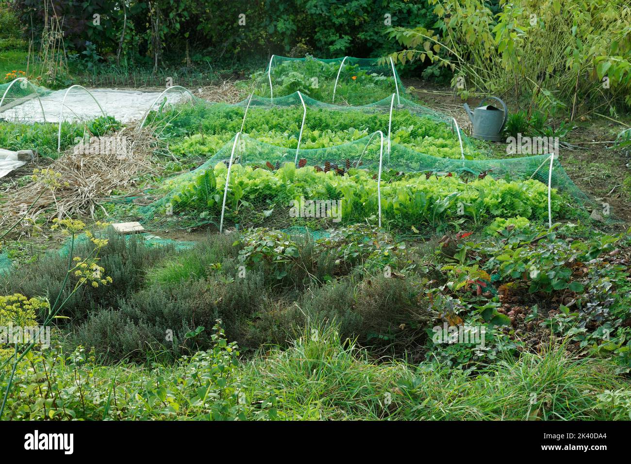 Traditional vegetable in october, vegetable beds protected from birds with nets Stock Photo