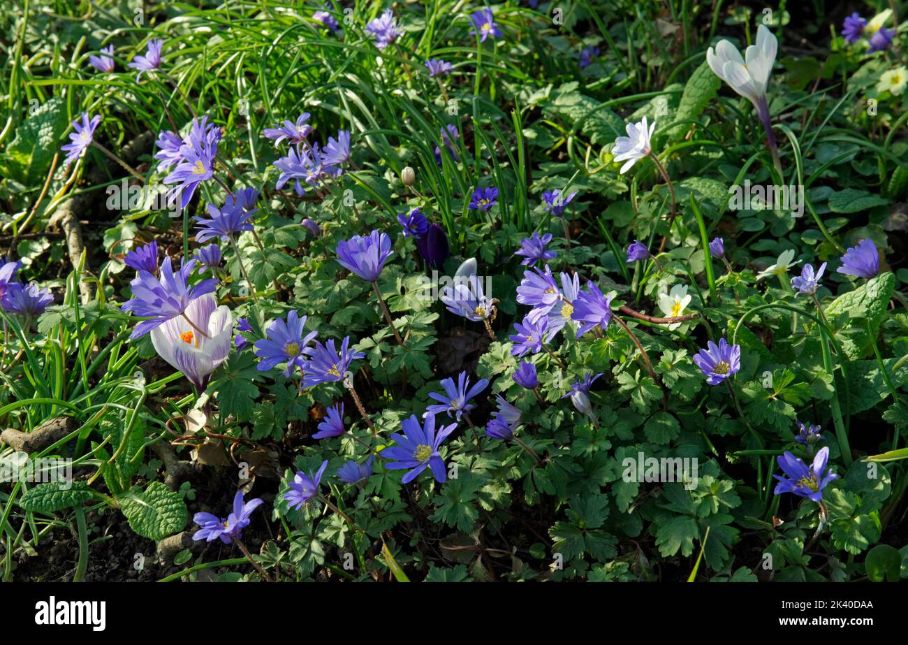 Flowers in spring (Crocus, Anemone blanda flowers (bulb, Ranunculaceae) in a garden in spring  (Suzanne's vegetable garden). Stock Photo