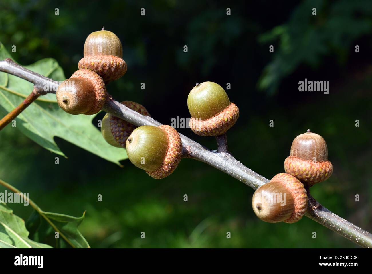 Northern red oak acorns (Quercus rubra Stock Photo - Alamy, image size:1300x956