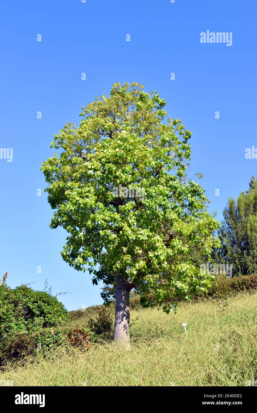 Brachychiton populneus, an ornamental tree used in landscaping. Arboretum of the University of the Basque Country. Leioa. Spain Stock Photo