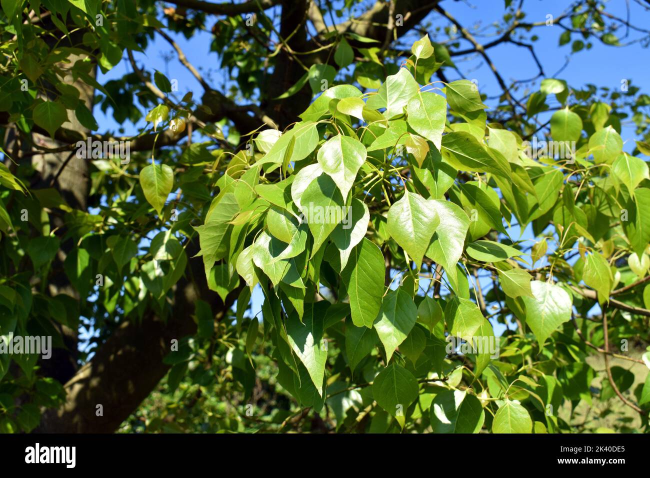 Brachychiton populneus, an ornamental tree used in landscaping. Arboretum of the University of the Basque Country. Leioa. Spain Stock Photo