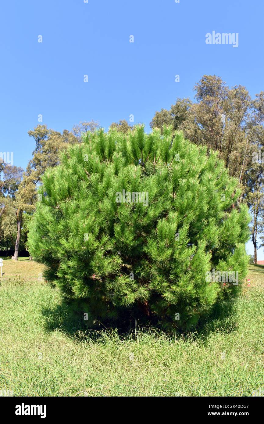 Pinus pinea specimen in a botanical garden. Arboretum of the University of the Basque Country. Leioa. Spain Stock Photo