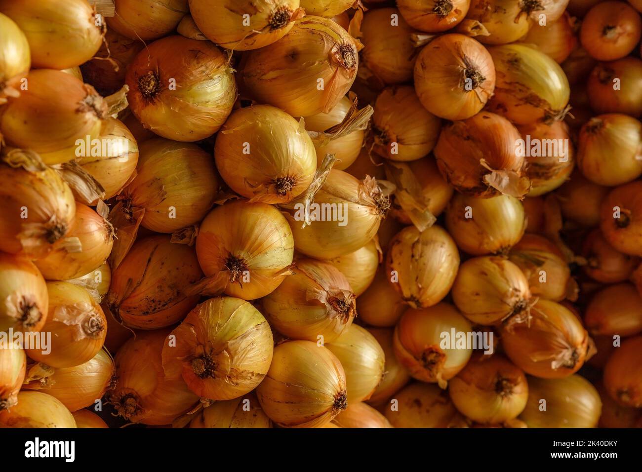 Onion plait. Yellow onions hanging in bunches. Harvesting onions. Full