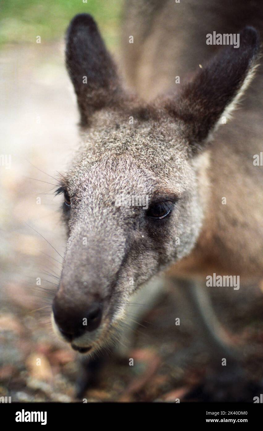 Close-up of the face of an Eastern Grey Kangaroo (Macropus giganteus) Stock Photo